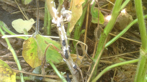 White mold in soybean