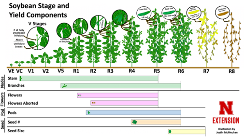 An infographic showing soybean yield components and when they affect yield.