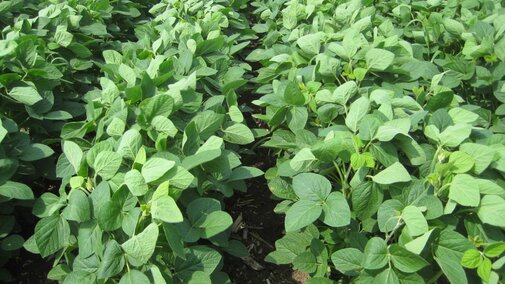 Soybean field treated with Sonic herbicide