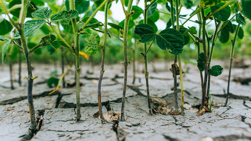 Droughty soybeans