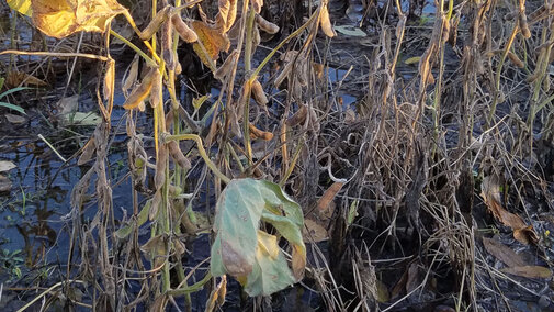 Soybeans in a flooded field