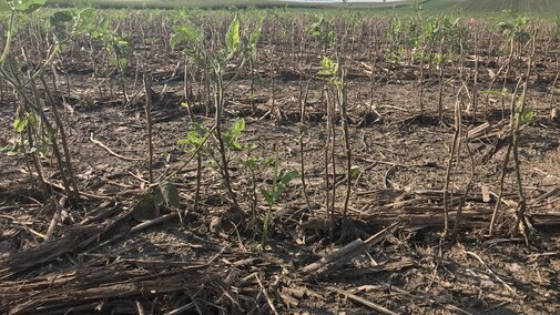 Hailed soybean