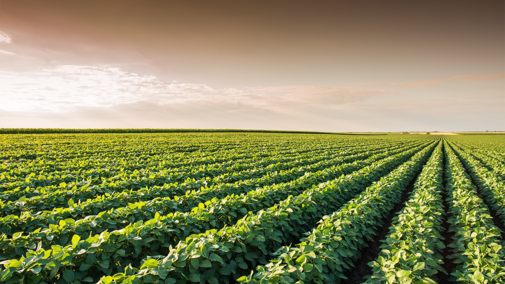 Soybean field during summer sunset