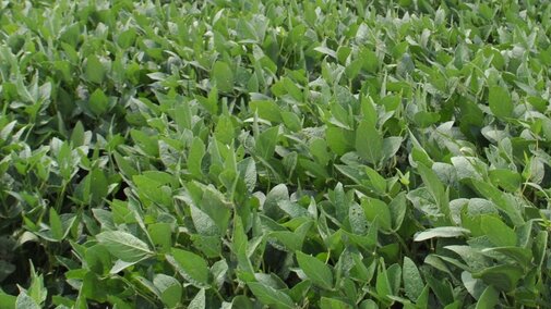 Field of soybeans