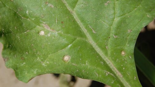 Young lesion of Cercospora leaf spot on sugar beet leaf