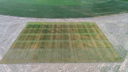 aerial view of wheat trial field