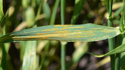 stripe rust on wheat leaf