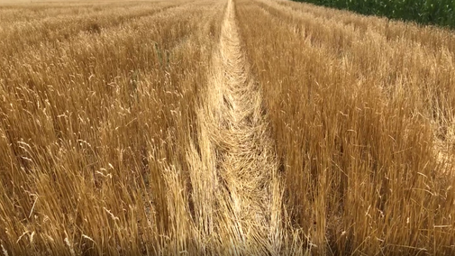 Wheat field with significant standing residue following harvest