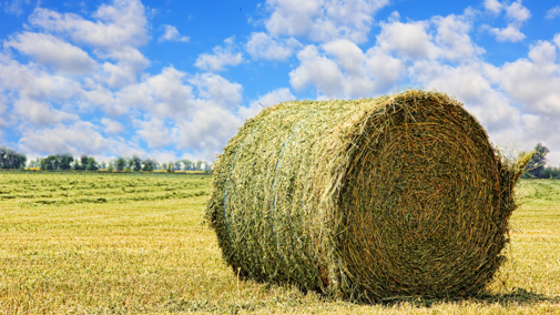 Bale in field of stubble