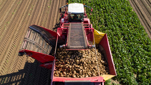 Aerial view of a red self-propelled sugar beet harvester lifting beets and loading them into its hopper in a row-crop field.