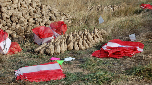 Topped sugar beets and storage sacks