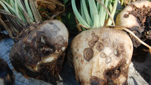 Dry rot canker in sugarbeet