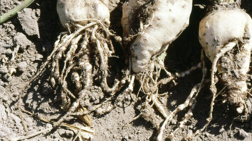 sugarbeet with false root rot nematode