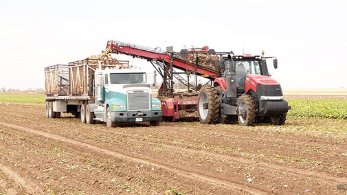 harvesting sugarbeets