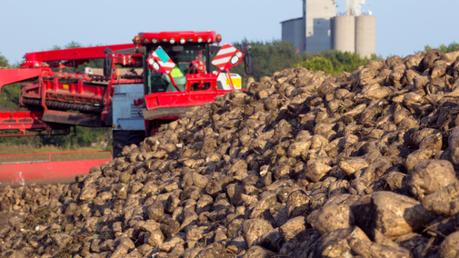 sugarbeet pile near sugar processing facility 