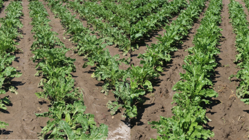 Sugarbeet replanting field trial