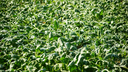 Sugarbeet field during wilt