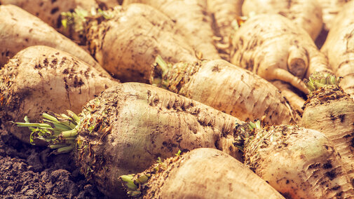 Sugarbeets