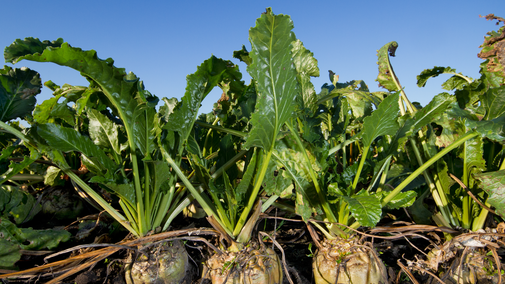 sugarbeets in field