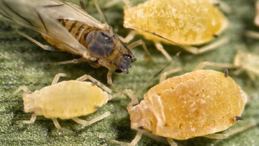 Figure 1. Sugarcane aphids. (Photo credit: Patrick Porter, Texas Cooperative Extension, Bugwood.org)