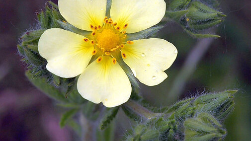 Figure 1. Sulphur cinquefoil flower (Photos by Gary Stone)