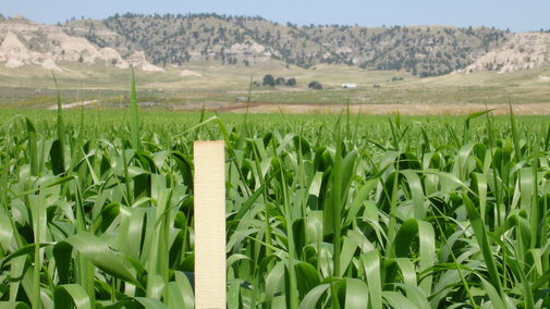 Summer annual forage test plot - Aaron Berger