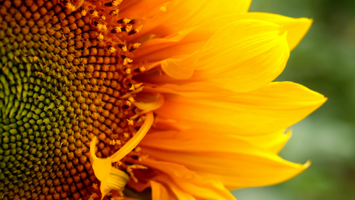 closeup of sunflower