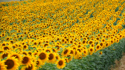 sunflowers