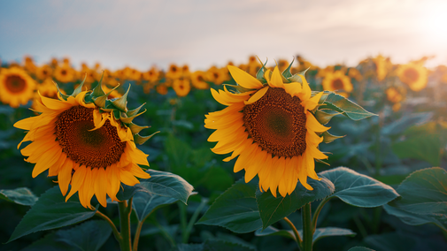 sunflower field