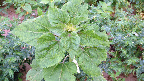 sunflower ringspot mottle virus