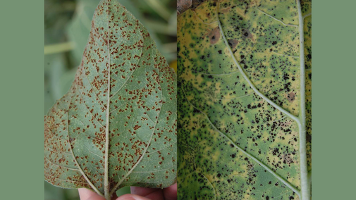 Sunflower Rust