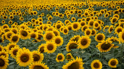 Sunflowers