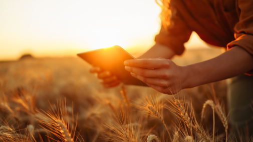 woman holding tablet in wheat field hero