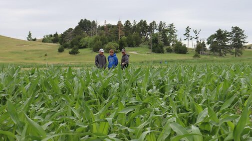 Men in corn field