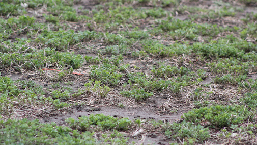 Sparse green alfalfa growing on dry, patchy soil.