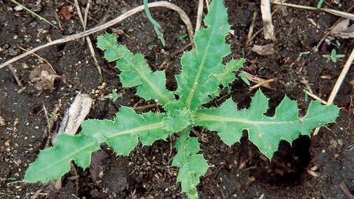 Thistle rosette - best controlled in the fall.