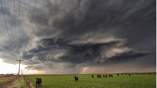 Cattle stand in pasture below thunderstorm