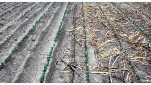 field with tilled and no-till soil