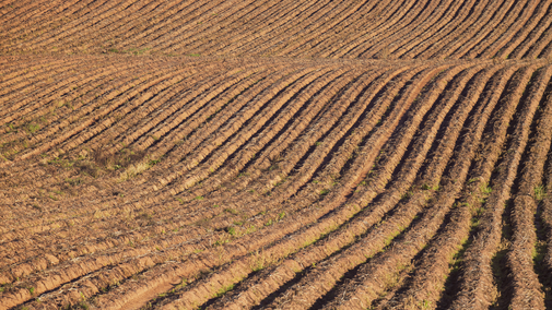 tilled soil