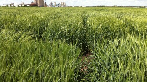 In these research trials in western Nebraska winter triticale was found to offer several advantages over winter barley as a cover crop.