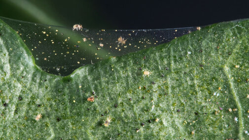 Twospotted spider mites on leaf