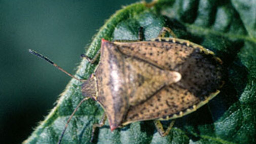 brown stink bug