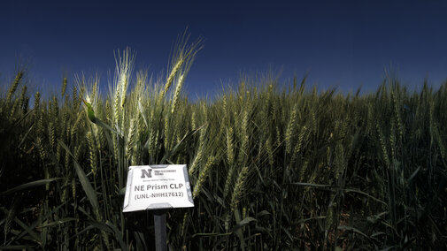 UNL wheat variety trial field