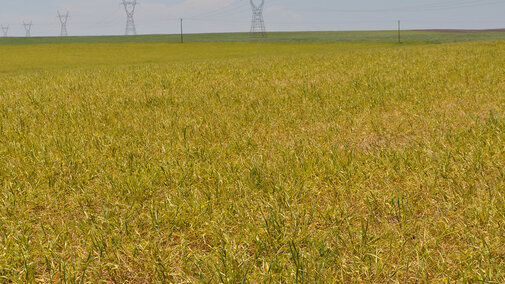 large yellowing wheat field due to viral infection