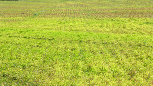 Field of mite- and virus-infected pre-haravest volunteer wheat