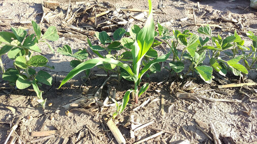 Volunteer corn in soybean