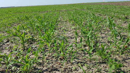 Volunteer corn in a soybean field