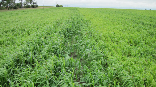 Figure 1. A mixture of warm- and cool-season cover crops. (Aaron Hird, NRCS)