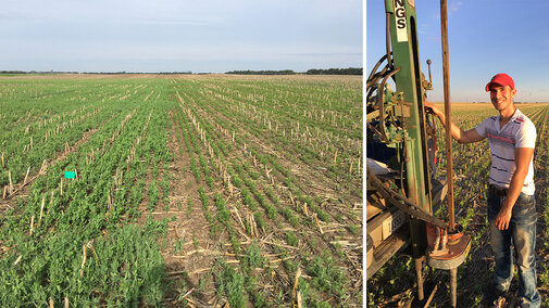 Figure 1. (L) Strips of field peas and chickpeas side-by-side in late April. (R) Agronomy intern Nemanja Arsenijevic installs neutron access tubes to measure soil moisture content.