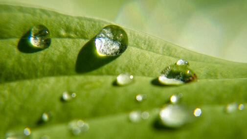 Water droplets